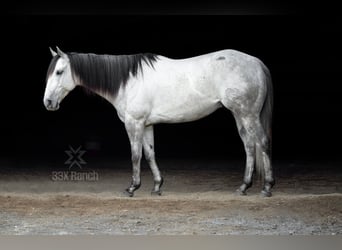 American Quarter Horse, Ruin, 6 Jaar, 155 cm, Schimmel