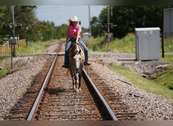 American Quarter Horse, Ruin, 6 Jaar, 155 cm, Schimmel