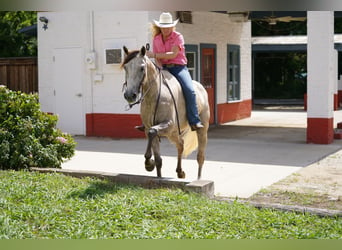 American Quarter Horse, Ruin, 6 Jaar, 155 cm, Schimmel