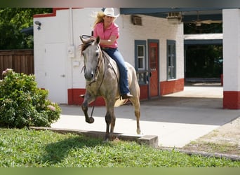 American Quarter Horse, Ruin, 6 Jaar, 155 cm, Schimmel