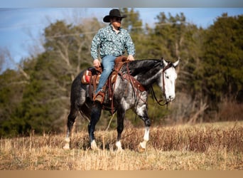 American Quarter Horse, Ruin, 6 Jaar, 155 cm, Schimmel