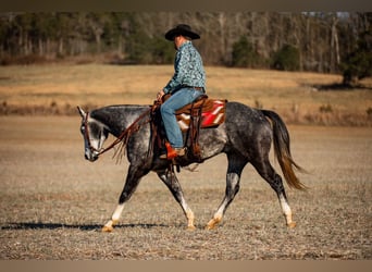 American Quarter Horse, Ruin, 6 Jaar, 155 cm, Schimmel