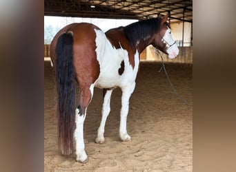 American Quarter Horse, Ruin, 6 Jaar, 155 cm, Tobiano-alle-kleuren