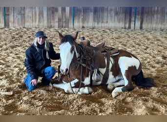 American Quarter Horse, Ruin, 6 Jaar, 155 cm, Tobiano-alle-kleuren