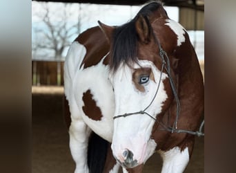 American Quarter Horse, Ruin, 6 Jaar, 155 cm, Tobiano-alle-kleuren