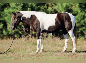 American Quarter Horse, Ruin, 6 Jaar, 155 cm, Tobiano-alle-kleuren