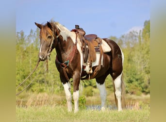 American Quarter Horse, Ruin, 6 Jaar, 155 cm, Tobiano-alle-kleuren