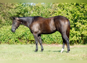 American Quarter Horse, Ruin, 6 Jaar, 155 cm, Zwart