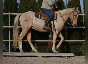 American Quarter Horse, Ruin, 6 Jaar, 156 cm, Palomino