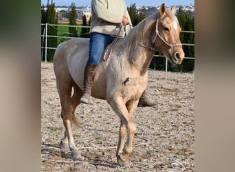 American Quarter Horse, Ruin, 6 Jaar, 156 cm, Palomino