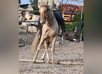 American Quarter Horse, Ruin, 6 Jaar, 156 cm, Palomino