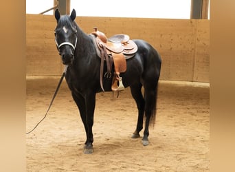 American Quarter Horse, Ruin, 6 Jaar, 156 cm, Zwart