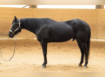 American Quarter Horse, Ruin, 6 Jaar, 156 cm, Zwart