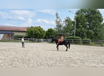 American Quarter Horse, Ruin, 6 Jaar, 156 cm, Zwart