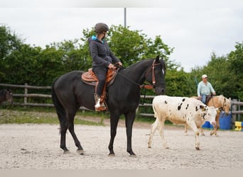 American Quarter Horse, Ruin, 6 Jaar, 156 cm, Zwart