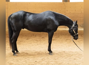 American Quarter Horse, Ruin, 6 Jaar, 156 cm, Zwart