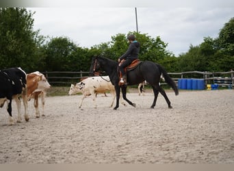 American Quarter Horse, Ruin, 6 Jaar, 156 cm, Zwart