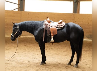 American Quarter Horse, Ruin, 6 Jaar, 156 cm, Zwart