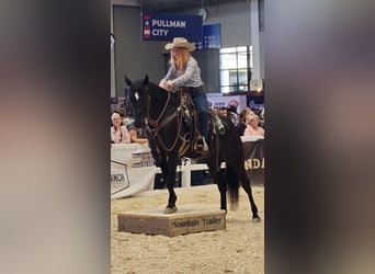 American Quarter Horse, Ruin, 6 Jaar, 156 cm, Zwart