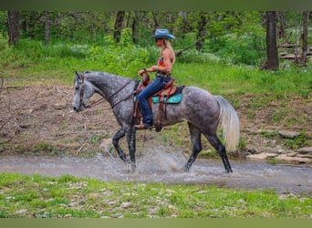 American Quarter Horse, Ruin, 6 Jaar, 157 cm, Appelschimmel