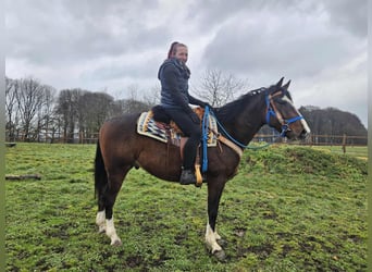 American Quarter Horse Mix, Ruin, 6 Jaar, 157 cm, Bruin