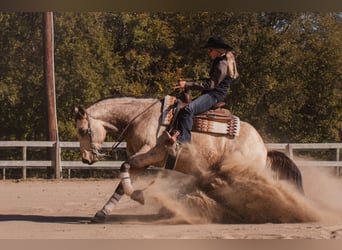 American Quarter Horse, Ruin, 6 Jaar, 157 cm, Buckskin