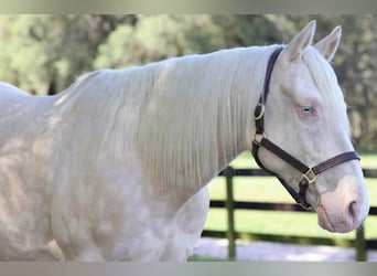 American Quarter Horse, Ruin, 6 Jaar, 157 cm, Cremello
