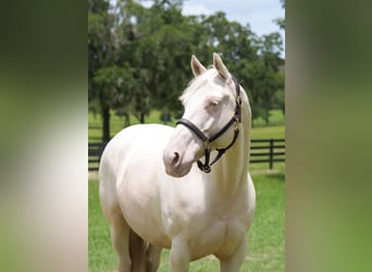 American Quarter Horse, Ruin, 6 Jaar, 157 cm, Cremello