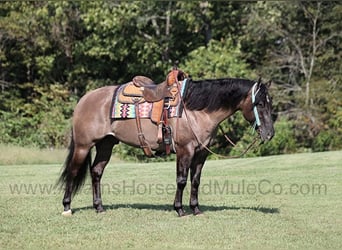 American Quarter Horse, Ruin, 6 Jaar, 157 cm, Grullo