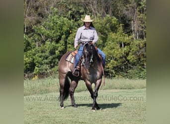 American Quarter Horse, Ruin, 6 Jaar, 157 cm, Grullo