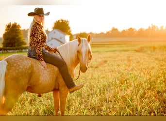 American Quarter Horse, Ruin, 6 Jaar, 157 cm, Palomino