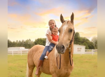 American Quarter Horse, Ruin, 6 Jaar, 157 cm, Palomino