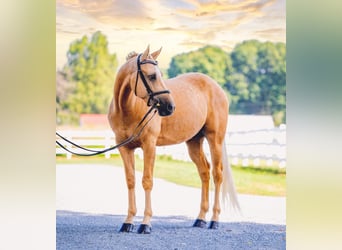 American Quarter Horse, Ruin, 6 Jaar, 157 cm, Palomino