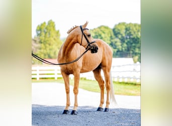 American Quarter Horse, Ruin, 6 Jaar, 157 cm, Palomino