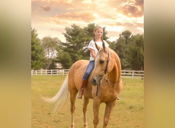 American Quarter Horse, Ruin, 6 Jaar, 157 cm, Palomino