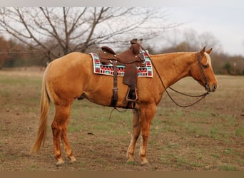 American Quarter Horse, Ruin, 6 Jaar, 157 cm, Palomino