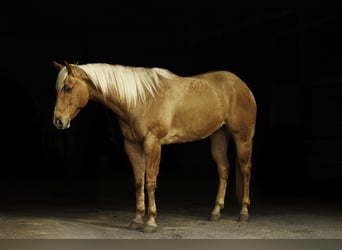 American Quarter Horse, Ruin, 6 Jaar, 157 cm, Palomino