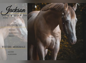 American Quarter Horse, Ruin, 6 Jaar, 157 cm, Perlino