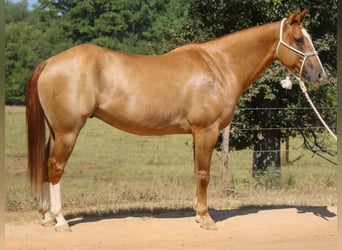 American Quarter Horse, Ruin, 6 Jaar, 157 cm, Red Dun