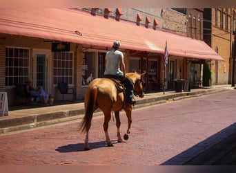 American Quarter Horse, Ruin, 6 Jaar, 157 cm, Red Dun
