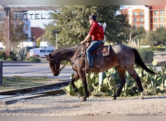 American Quarter Horse, Ruin, 6 Jaar, 157 cm, Roan-Bay