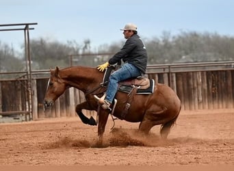 American Quarter Horse, Ruin, 6 Jaar, 157 cm, Roan-Bay