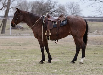 American Quarter Horse, Ruin, 6 Jaar, 157 cm, Roan-Bay