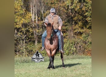 American Quarter Horse, Ruin, 6 Jaar, 157 cm, Roan-Bay