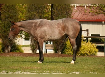 American Quarter Horse, Ruin, 6 Jaar, 157 cm, Roan-Bay