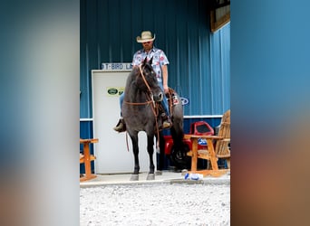 American Quarter Horse, Ruin, 6 Jaar, 157 cm, Roan-Blue