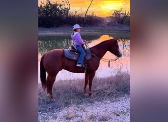 American Quarter Horse, Ruin, 6 Jaar, 157 cm, Roodvos
