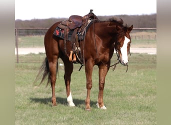 American Quarter Horse, Ruin, 6 Jaar, 157 cm, Roodvos