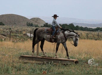 American Quarter Horse, Ruin, 6 Jaar, 157 cm, Schimmel