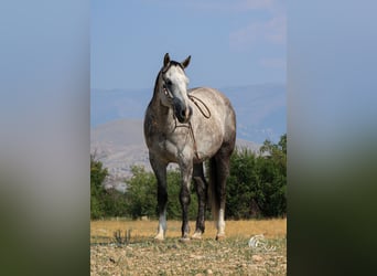 American Quarter Horse, Ruin, 6 Jaar, 157 cm, Schimmel